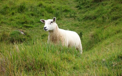 La oveja perdida: Una historia de navidad (P1)